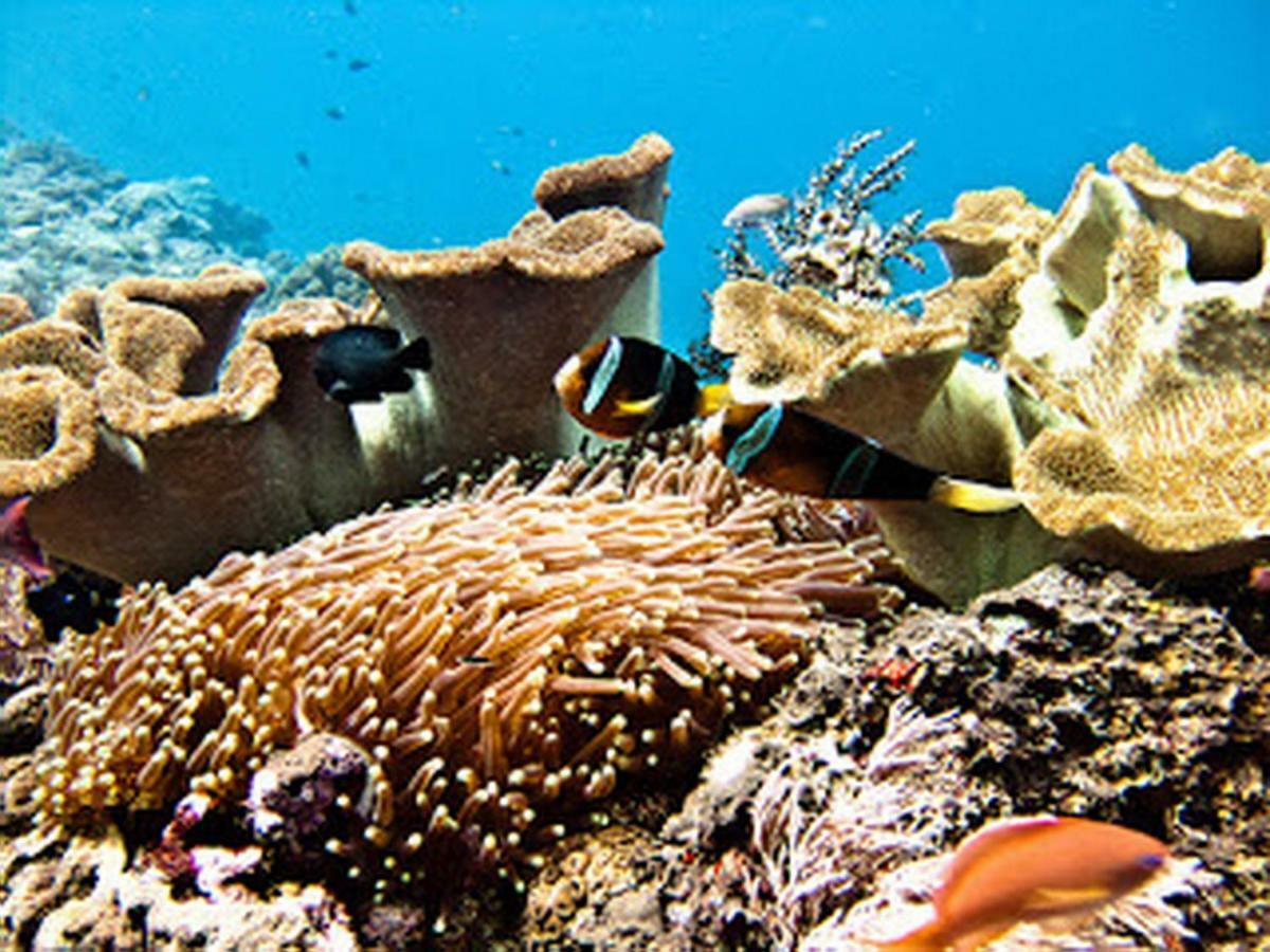 Dream Beach Hostel Lembongan מראה חיצוני תמונה